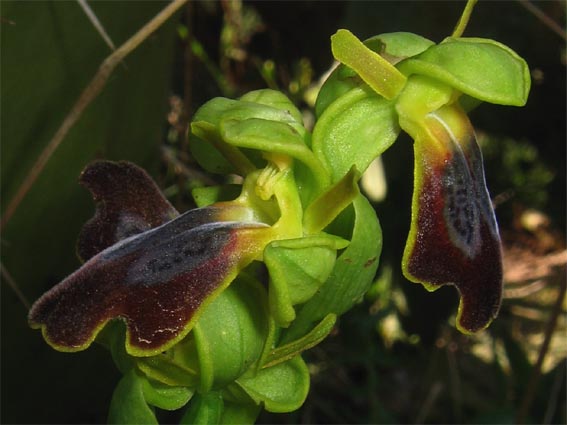 Gargano...le mie orchidee 1a puntata